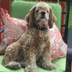 Meet your Posher, Mia